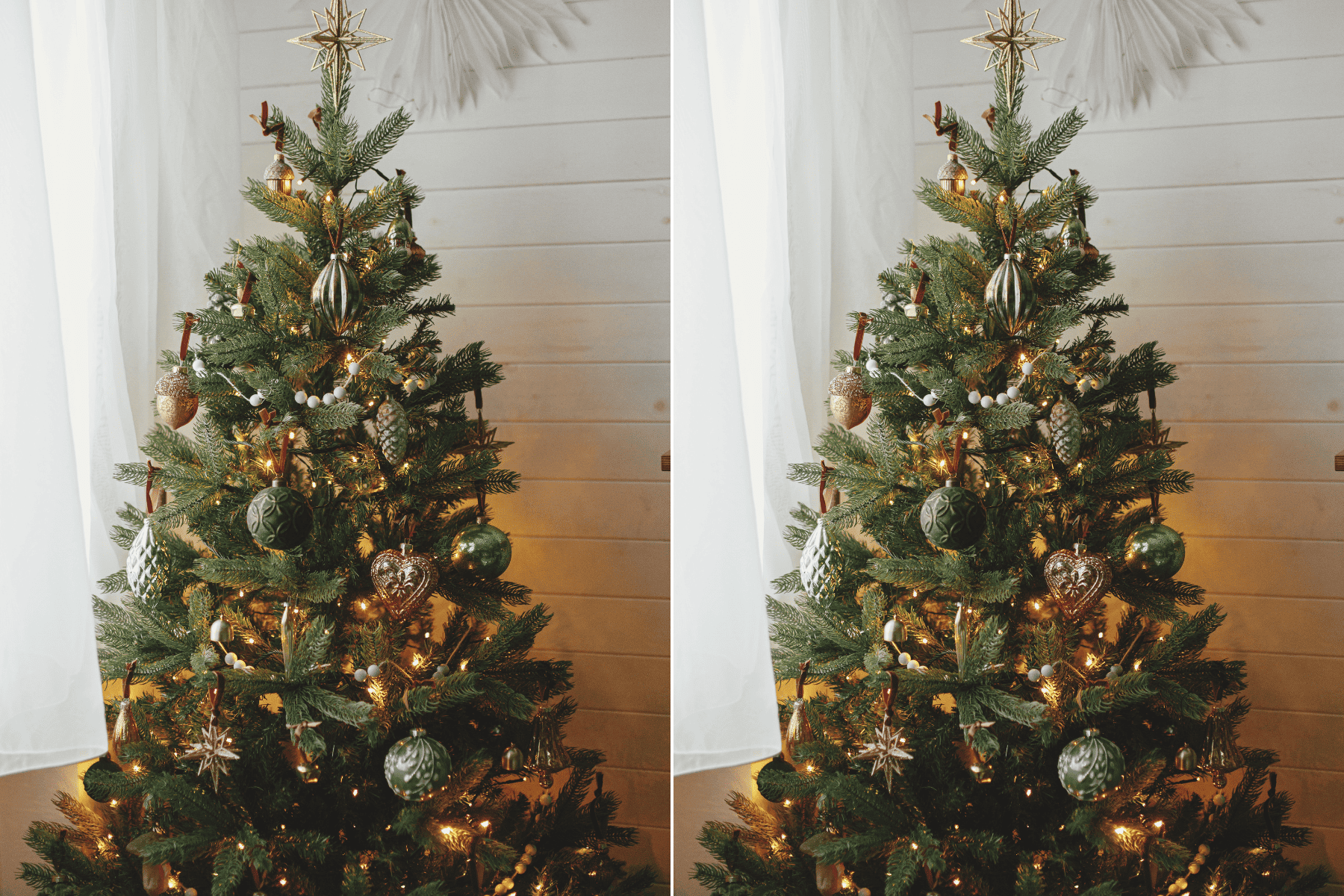 decorated christmas trees with lights