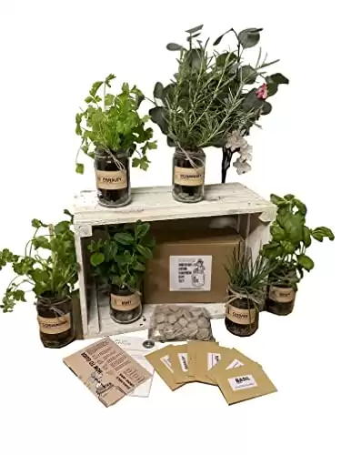 Set of 3: Indoor Herb Garden in Jars